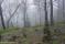 tn_view